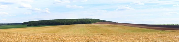 Grande vista sobre o campo de trigo — Fotografia de Stock