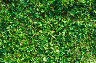 Yakın çekim doğal yeşil çim yüzey arka plan dokusu
