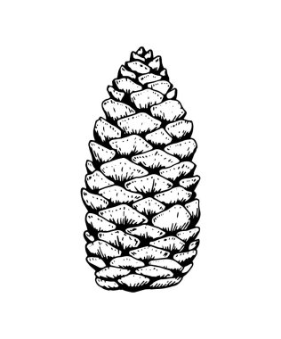 El yapımı köknar ağacı konisi beyaza izole edilmiş. Vektör illüstrasyonu 