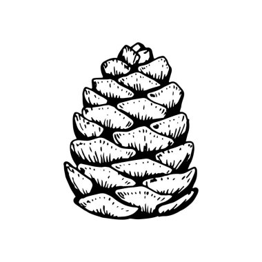 Hand drawn fir tree cone isolated on white. Vector illustration  clipart