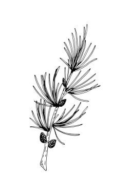 El çizimi karaçam dalı beyazda izole. Vektör illüstrasyonu i