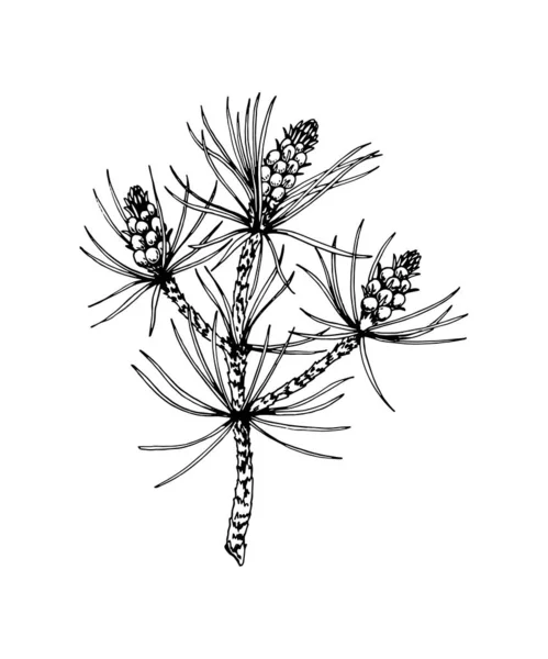 Hand drawn pine tree branch isolated on white. Vector illustrati — ストックベクタ