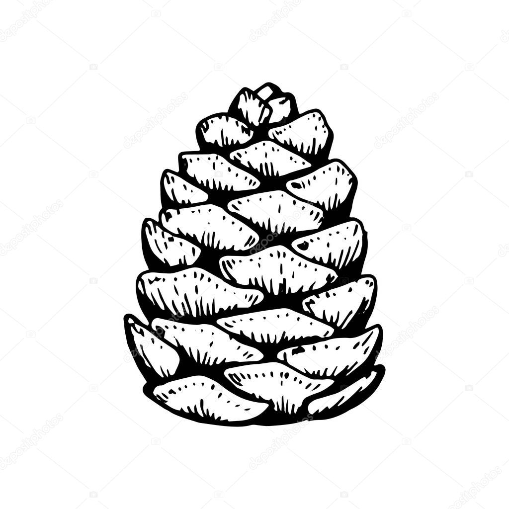Hand drawn fir tree cone isolated on white. Vector illustration 
