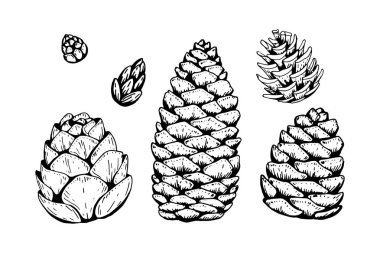 Elle çizilmiş Noel ağacı konileri beyazın üzerinde izole edilmiş. Vektör