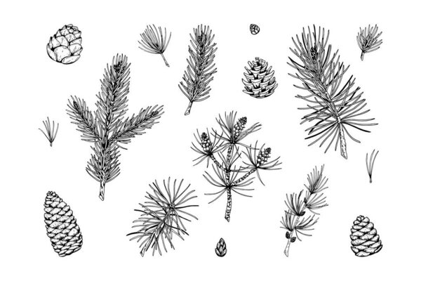 Set of coniferous plant decor elements in sketch style isolated 
