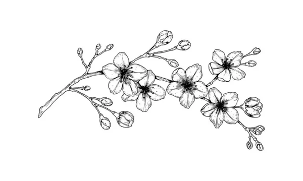 Hand drawn cherry blossom branch. Vector illustration in sketch — Stock Vector