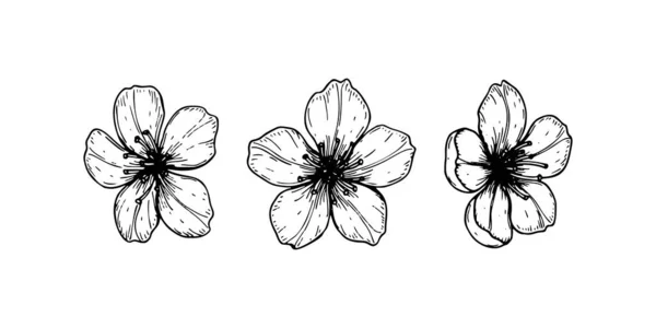 Ensemble de fleurs de cerisier de printemps. Illustration vectorielle en croquis styl — Image vectorielle