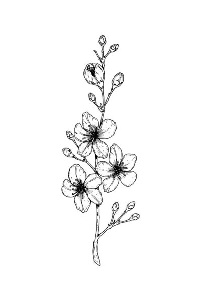 Hand drawn cherry branch in bloom. Vector illustration in sketch