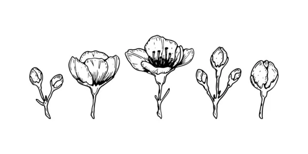 Conjunto de flores de cereja primavera e botões. Ilustração vetorial em sk —  Vetores de Stock