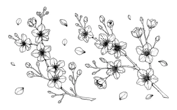Ensemble de branche de fleur de cerisier . — Image vectorielle
