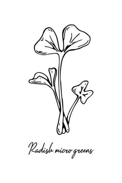 Рука Намальована Редькою Мікрозелена Векторні Ілюстрації Стилі Ескізів Ізольовані Білому — стоковий вектор