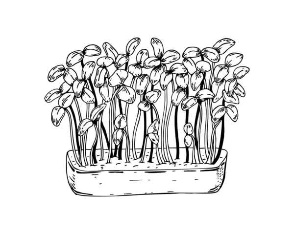 Micro Verdi Vaso Disegnati Mano Illustrazione Vettoriale Stile Schizzo Isolato — Vettoriale Stock