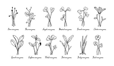 El yapımı mikro yeşillikler; ayçiçeği, turp, pancar, arpa, kişniş, ıspanak, soğan, bezelye, roka, hardal, brokoli, fesleğen. Beyaz arkaplanda izole edilmiş taslak biçiminde vektör illüstrasyonu