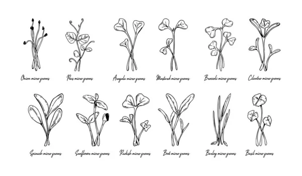 El yapımı mikro yeşillikler; ayçiçeği, turp, pancar, arpa, kişniş, ıspanak, soğan, bezelye, roka, hardal, brokoli, fesleğen. Beyaz arkaplanda izole edilmiş taslak biçiminde vektör illüstrasyonu