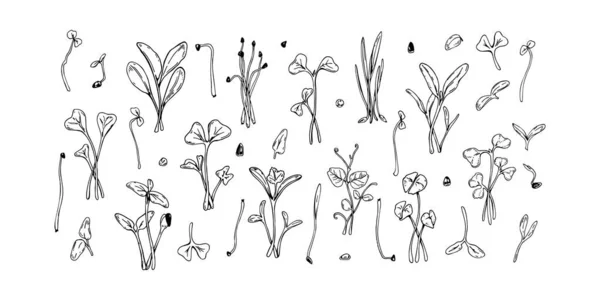 一套手绘的小菜一碟 包括葵花籽 西兰花 在白色背景上孤立的草图式矢量图解 — 图库矢量图片
