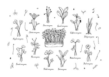 El yapımı mikro yeşillikler; ayçiçeği, turp, pancar, arpa, kişniş, ıspanak, soğan, bezelye, roka, hardal, brokoli, fesleğen. Beyaz arkaplanda izole edilmiş taslak biçiminde vektör illüstrasyonu