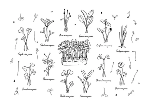 Набір Ручної Намальованої Мікрозелені Тому Числі Соняшник Редька Буряк Ячмінь — стоковий вектор