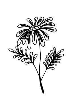 El çizimi çiçek tasarımı öğesi. Beyaz üzerine izole edilmiş bir papatya çayının vektör çizimi