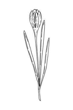 Beyaza izole edilmiş bir krokusun el çizimi vektör çizimi. Çizim tarzında çayır bitkisi çizimi