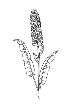 Beyaza izole edilmiş bir İskoç yılanının el çizimi çizimi çizimi. Çizim tarzında çayır bitkisi çizimi