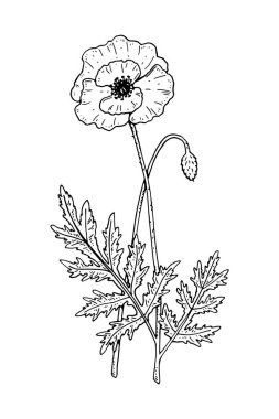 Beyaz üzerinde izole edilmiş bir gelinciğin el çizimi vektör çizimi. Çizim tarzında çayır bitkisi çizimi