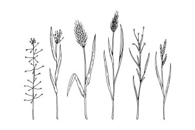 Beyaza izole edilmiş çayır otlarının el çizimi vektör çizimi. Çizim tarzında çayır bitkisi çizimi