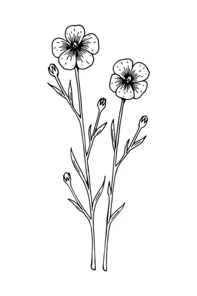 白地に隔離された亜麻の手描きベクトルイラスト スケッチスタイルで草花の図面 — ストックベクタ