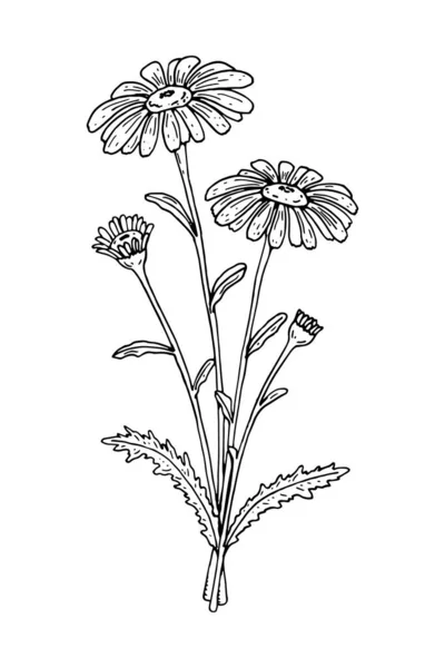 用手绘的矢量图来说明在白色上分离的洋甘菊 草甸植物素描风格 — 图库矢量图片