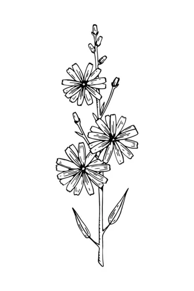 Ručně Kreslená Vektorová Ilustrace Čekanky Izolované Bílo Kresba Luční Rostliny — Stockový vektor