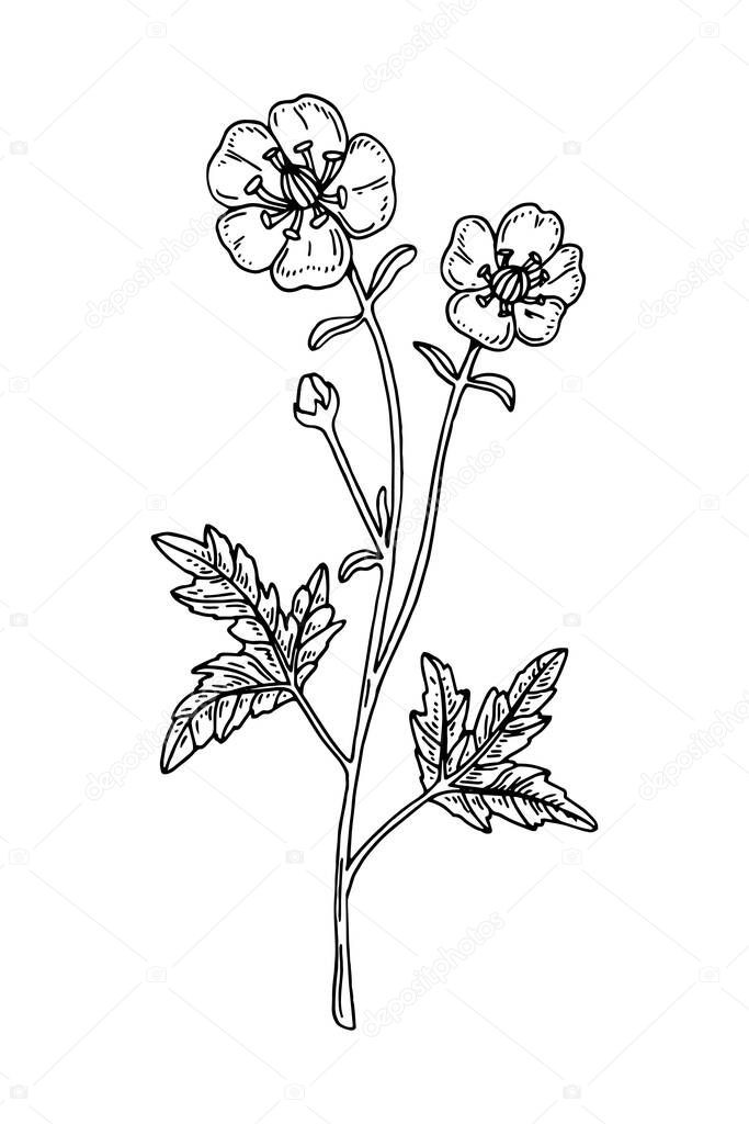 Hand drawn vector illustration of a buttercup isolated on white. Meadow plant drawing in a sketch style