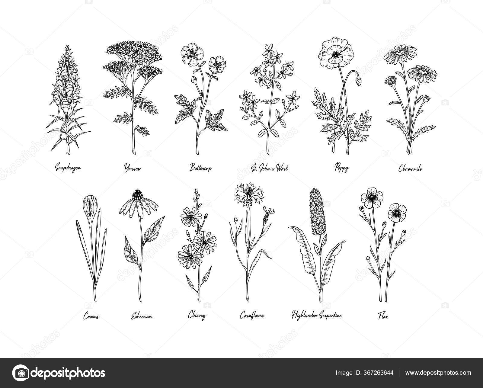 Set Hand Drawn Meadow Flowers Names Isolated White Vector Illustration Stock Vector C Kseniiag 367263644