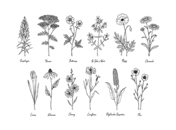 Ensemble Fleurs Prairie Dessinées Main Avec Des Noms Isolés Sur — Image vectorielle