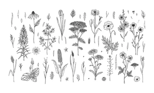Sada Ručně Kreslených Lučních Květin Bylin Izolovaných Bílém Vektorová Ilustrace — Stockový vektor