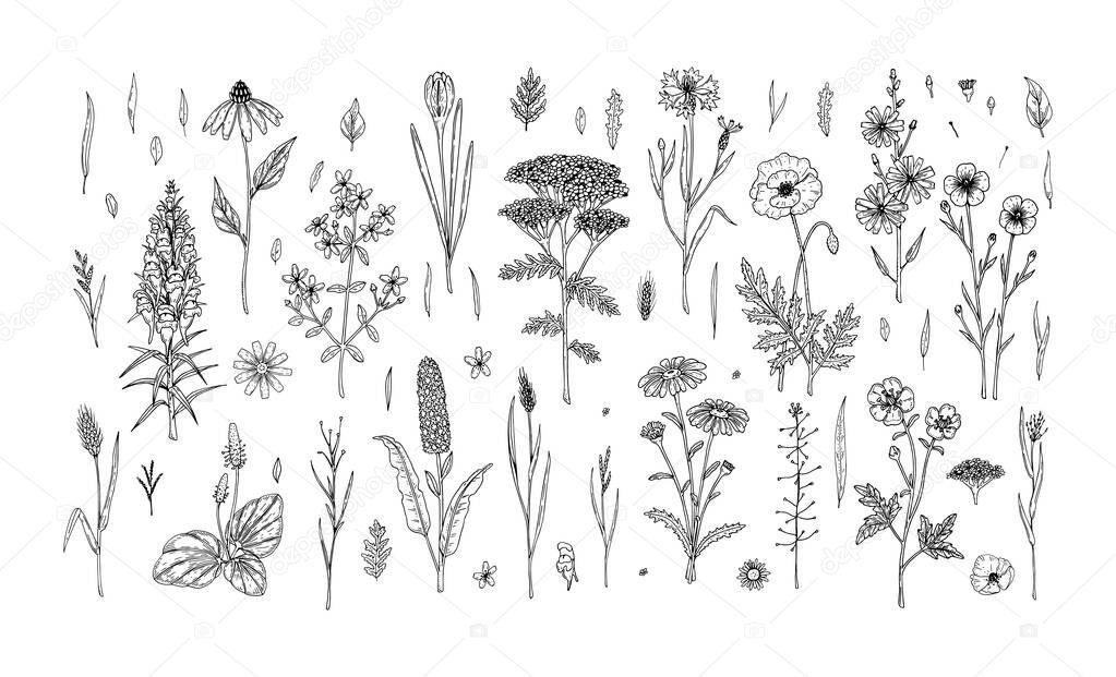 Set of hand drawn meadow flowers and herbs isolated on white. Vector illustration in sketch style