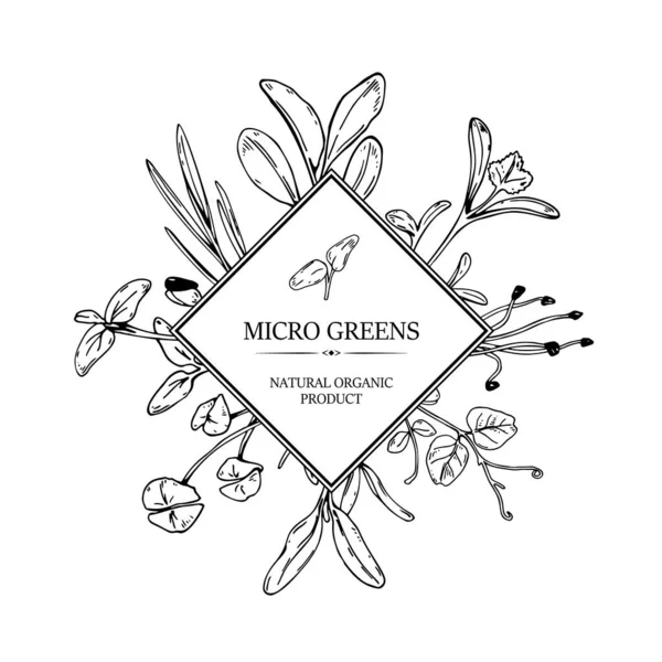 Dibujado Mano Micro Verde Botánica Marco Cuadrado Diseño Saludable Alimentos — Vector de stock