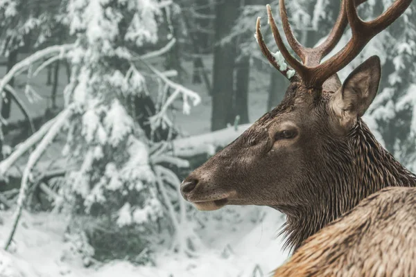 profile of a deer head against a snowy forest