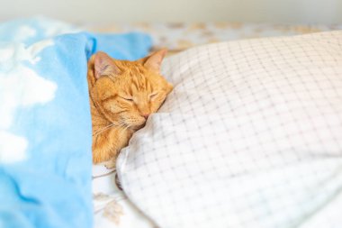 Kızıl kedi battaniyenin altında başı yastıkta uyuyor..