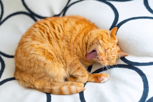 Ginger cat yawning curled up on blanket.