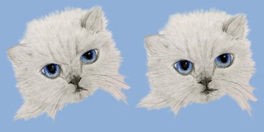 Şirin kedi ve kızgın kedi yavrusu