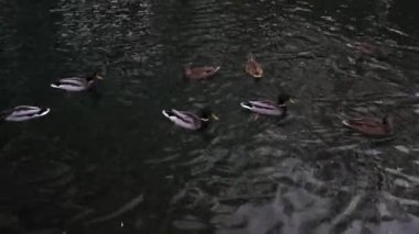 A lot of beautiful ducks are in a clean pond in the park.
