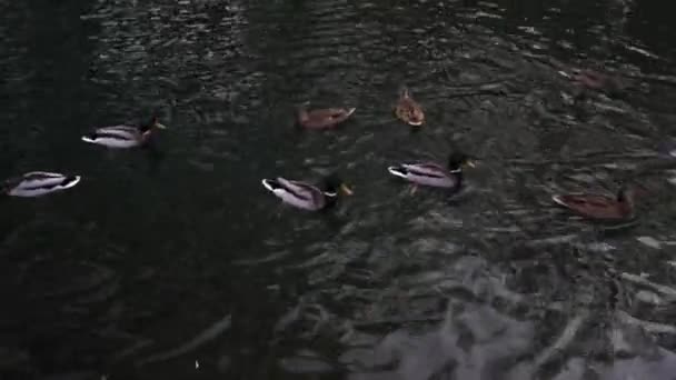 Un montón de hermosos patos están en un estanque limpio en el parque . — Vídeo de stock
