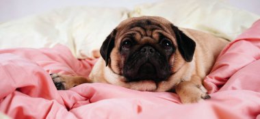 İnsan yatağında komik bir portre köpeği. Zavallı, hasta, sıkılmış köpek konsepti. Hayvan bakımı ve hayvan bakımı konsepti. Metin kopyalama alanı.