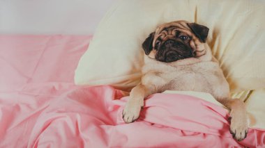Üzgün gözleri açık bir şekilde köpek yatağında uzanan sevimli köpek cinsinin yüzünü kapatın. Evcil hayvan dostu konaklama: köpek yastıklarda uyuyor ve yorgan yatakta.