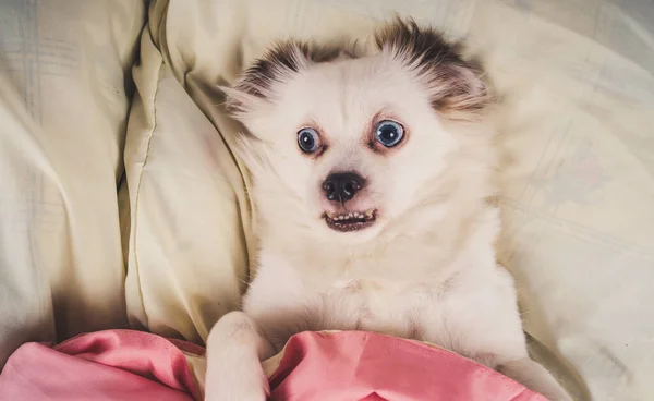 Kleiner entspannter Hund im Bett liegend. kleiner weißer Hund mit blauen Augen zu Hause auf dem Bett liegend. Haustierfreundliche Unterkunft: Hund schläft auf Kissen und Bettdecke auf dem Bett — Stockfoto