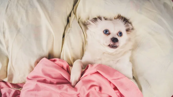 Um cão relaxado deitado na cama. Pequeno cão branco com olhos azuis deitado na cama em casa. Pet friendly acomodação: cão dormindo em travesseiros e edredom na cama — Fotografia de Stock