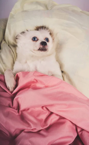 Little relaxed dog lying on bed. Little white dog with blue eyes lying on bed at home. Pet friendly accommodation: dog asleep on pillows and duvet on bed — Stock Photo, Image