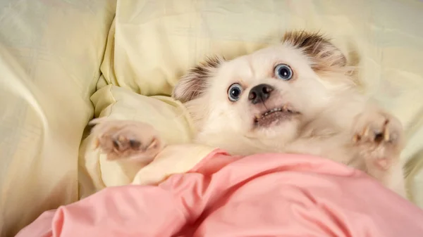 Um cão relaxado deitado na cama. Pequeno cão branco com olhos azuis deitado na cama em casa. Pet friendly acomodação: cão dormindo em travesseiros e edredom na cama — Fotografia de Stock