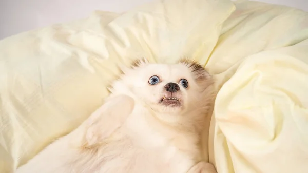 Um cão relaxado deitado na cama. Pequeno cão branco com olhos azuis deitado na cama em casa. Pet friendly acomodação: cão dormindo em travesseiros e edredom na cama — Fotografia de Stock