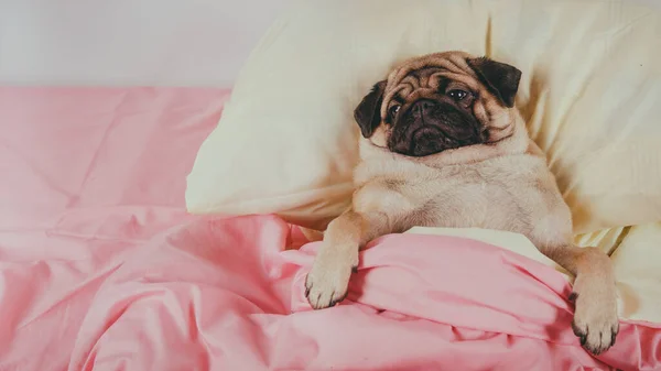 可爱的哈巴狗品种紧闭的脸躺在一个悲伤的眼睛睁开的狗床上。 宠物友好住宿：狗睡在枕头上，羽绒被睡在床上 图库照片