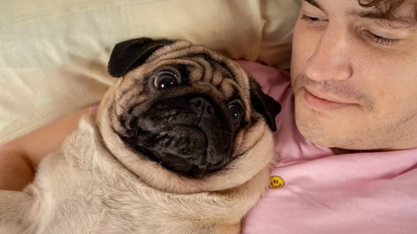 Handsome man lying with pug at bed. Young man in a bed under a rug with his dog in an embrace. Handsome young hipster with his pug resting on bed at home